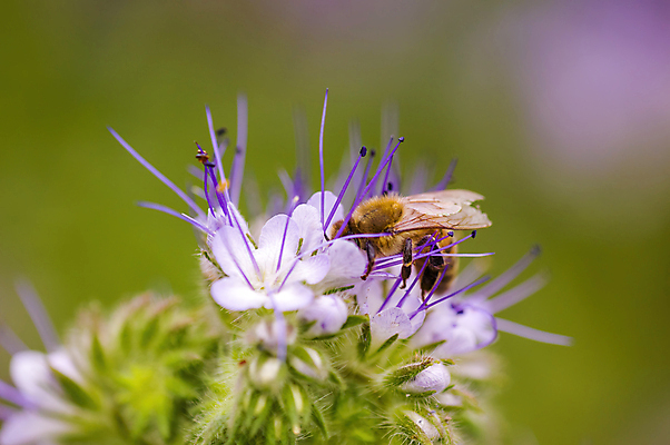 포토 JPG 해외이미지 식물 디자인 계절 꽃잎 꽃 행복 줄기 결혼 백그라운드 잎 꽃무늬 자연 벽지 새로움 발렌타인데이 사랑 미술 사람없음 장식 빛 장미 보라색 봄 성장 벚꽃 축하 인사 신선 체리 우아함 닫기 묘사 초대 부드러움 고립 엘리먼트 카피스페이스 해외포토 감정 컬러 컨셉 무늬 과일 모션 데이이벤트 문화예술 이벤트 공백 예절 감각 생태계 파일형식 이미지허브