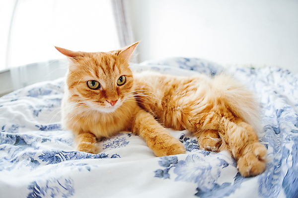 포토 JPG 해외이미지 한마리 실내 사람없음 반려동물 햇빛 고양이 침실 이불 방 침대 시트 반려묘 안락 해외포토 동물 1 가구 컨셉 포유류 침구 내부 태양 파일형식 이미지허브