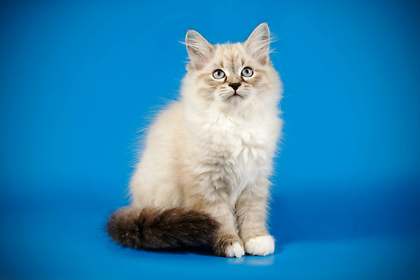 포토 JPG 해외이미지 한마리 사람없음 파란색 반려동물 고양이 네바마스커레이드 해외포토 동물 1 컬러 포유류 파일형식 이미지허브