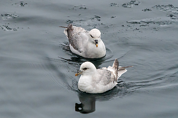 포토 JPG 해외이미지 동물 유럽 야생동물 조류 노르웨이 사람없음 북극 스칸디나비아 해외포토 나라 극지방 파일형식 이미지허브