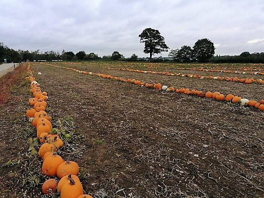 포토 JPG 해외이미지 식물 계절 음식 줄기 백그라운드 잎 밭 농업 채소 오렌지 재료 부분 자연 호박 휴가 건강 사람없음 초록색 여름 농작물 농장 노란색 정원 할로윈 수확 성장 가을 흰색 신선 11월 오브젝트 유기농 원예 날것 박 추수감사절 스쿼시 10월 내추럴 고립 밭일 숙성 채식주의자 해외포토 웰빙 산업 기독교 스포츠 컬러 과일 취미 구기 날짜 생태계 채식 파일형식 이미지허브