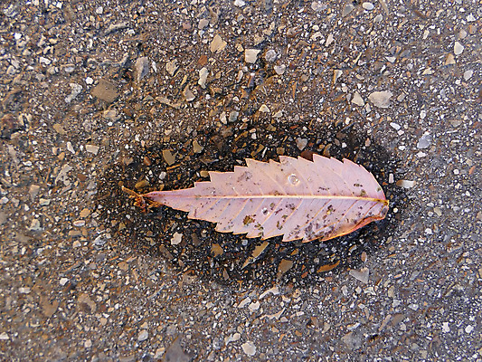 포토 JPG 해외이미지 계절 선 분홍색 백그라운드 단풍 잎 거리 바닥 사람없음 빛 맑음 침묵 젖음 가을 원형 그리기 작음 명상 웅덩이 장면 내추럴 카피스페이스 해외포토 도형 식물 컬러 모션 날씨 소리 공백 크기 파일형식 이미지허브