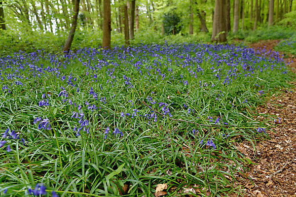 포토 JPG 해외이미지 나무 식물 영어 계절 공원 꽃 길 잎 꽃무늬 밭 자연 영국 잉글랜드 풍경 사람없음 야외 목재 초록색 파란색 컬러풀 햇빛 환경 보라색 봄 시골 숲 5월 허브 내추럴 블루벨 삼림지대 해외포토 문자 공공시설 유럽 컬러 무늬 농업 재료 태양 날짜 생태계 파일형식 이미지허브
