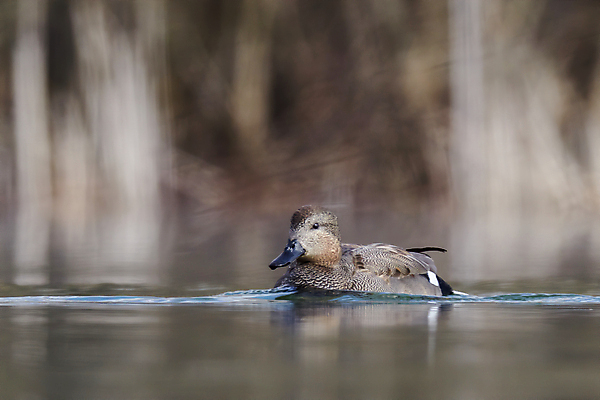 포토 JPG 해외이미지 동물 척추동물 1 남자 호수 야생동물 백그라운드 자연 조류 영국 오리 풍경 사람없음 야외 가로 물 강 컬러풀 반사 갈색 귀여움 검은색 수영 봄 연못 황금 습지 깃털 사냥 부리 물새 계산서 동물상 수유 해외포토 자연요소 계절 유럽 컬러 컨셉 사람 조형물 수상스포츠 생태계 파일형식 이미지허브