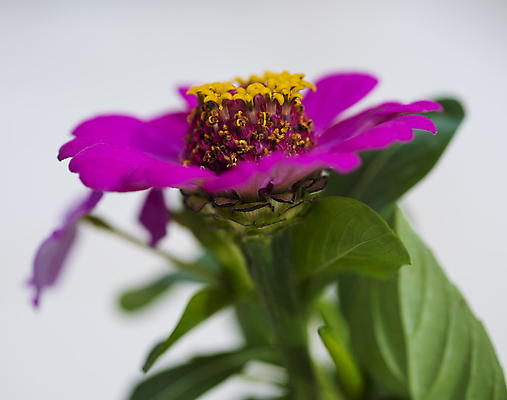 포토 JPG 해외이미지 식물 꽃잎 꽃 꽃무늬 자연 사람없음 야외 초록색 컬러풀 노란색 정원 보라색 봄 벚꽃 달리아 묘사 식물원 내추럴 꽃수술 해외포토 계절 컬러 무늬 생태계 파일형식 이미지허브