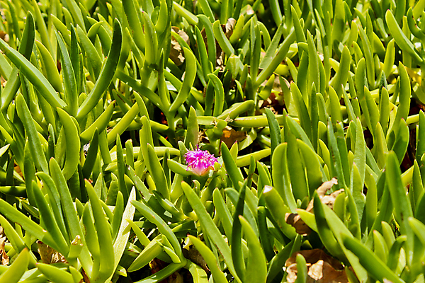 포토 JPG 해외이미지 식물 계절 공원 꽃 분홍색 백그라운드 잎 꽃무늬 밭 아프리카 자연 풍경 사람없음 야외 빨간색 초록색 여름 컬러풀 정원 보라색 봄 벚꽃 개화 황무지 숲 원예 내추럴 남아프리카 케이프타운 해외포토 공공시설 나라 컬러 무늬 농업 취미 생태계 남아프리카공화국 파일형식 이미지허브