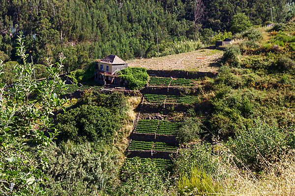 포토 JPG 해외이미지 나무 유럽 섬 여행 농업 자연 주택 파노라마 풍경 사람없음 야외 초록색 여름 농장 와인 하이킹 시골 숲 포르투갈 언덕 계단식 내추럴 밭일 해외포토 식물 계절 나라 산업 컬러 레저 주류 촬영기법 건물 생태계 파일형식 이미지허브