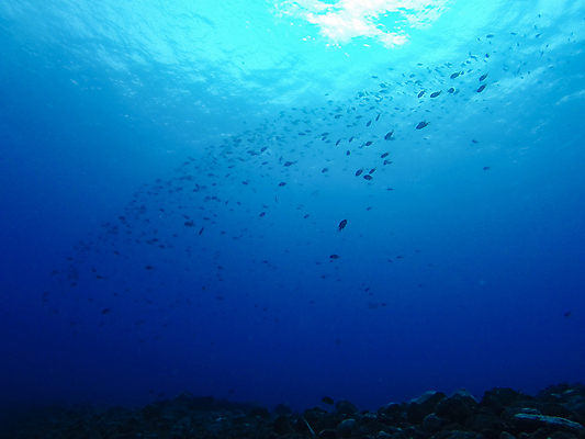 포토 JPG 해외이미지 동물 야생동물 바다 섬 여행 자연 낚시 어류 풍경 사람없음 빨간색 물 파란색 바닷속 수중 수영 자유 그룹 잠수부 땅 생태계 다이빙 암초 깊이 무료 파라다이스 해외포토 자연요소 컬러 컨셉 레저 수중동물 수상스포츠 전문직 수중스포츠 파일형식 이미지허브