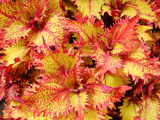 포토 JPG 해외이미지 식물 꽃 백그라운드 잎 꽃무늬 패턴 자연 사람없음 야외 장식 빨간색 초록색 컬러풀 정원 보라색 봄 성장 벚꽃 신선 원예 질감 진홍색 내추럴 생태학 심기 영원 해외포토 계절 교육 컬러 무늬 모션 취미 생태계 파일형식 이미지허브