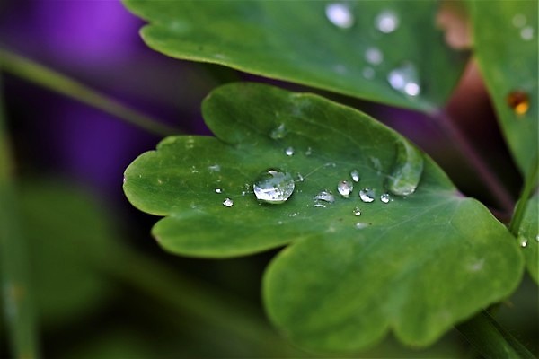 포토 JPG 해외이미지 식물 계절 공원 꽃 자연 사람없음 야외 여름 정원 물방울 이슬 떠남 해외포토 공공시설 모션 생태계 파일형식 이미지허브