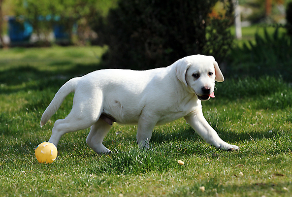 포토 JPG 해외이미지 응시 공원 행복 어린이 놀이 탁자 사람없음 반려동물 노란색 귀여움 기쁨 개 리트리버 달콤 강아지 래브라도리트리버 위치 창백 기르기 유래 해외포토 동물 시선 공공시설 감정 컬러 가구 컨셉 포유류 사람 맛 돌봄 파일형식 이미지허브