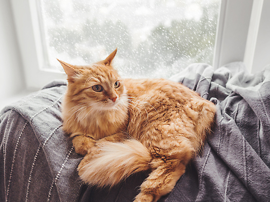 포토 JPG 해외이미지 한마리 계절 겨울 날씨 친절 실내 따뜻함 사람없음 반려동물 햇빛 고양이 기쁨 담요 낮잠 폭설 반려묘 안락 해외포토 동물 1 감정 컨셉 포유류 눈_날씨 내부 태양 잠 자연재해 파일형식 이미지허브