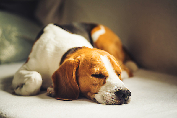 포토 JPG 해외이미지 한마리 엎드리기 휴식 실내 사람없음 아웃포커스 귀여움 잠 개 편안함 비글 해외포토 1 컨셉 포유류 모션 촬영기법 내부 감각 파일형식 이미지허브