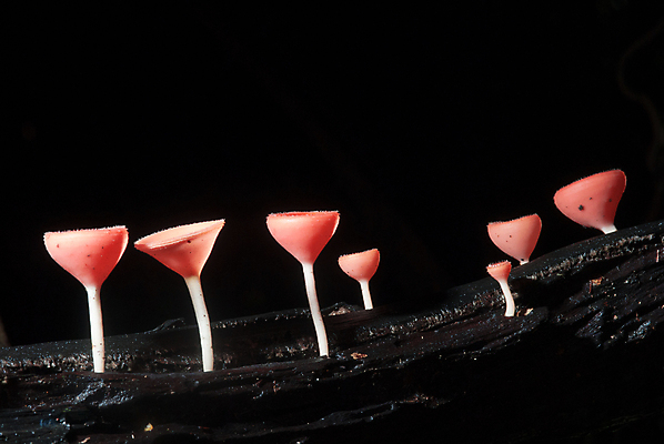 포토 JPG 해외이미지 나무 분홍색 검은배경 사람없음 버섯 해외포토 식물 컬러 백그라운드 검은색 파일형식 이미지허브