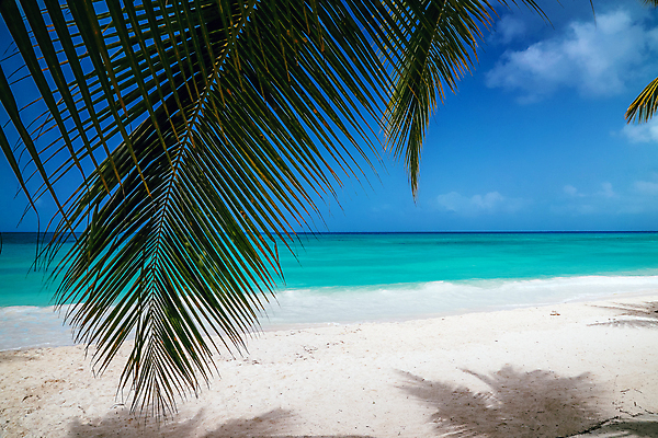 포토 JPG 해외이미지 나무 모래 파도 바다 섬 여행 하늘색 백그라운드 자연 하늘 휴가 손바닥 풍경 사람없음 여름 모래사장 컬러풀 태양 맑음 흰색 만 코코넛 석호 카리브해 도미니카공화국 이국적 터키석 파라다이스 카피스페이스 해외포토 자연요소 식물 손 계절 컬러 과일 날씨 파란색 공백 남아메리카 보석 생태계 파일형식 이미지허브