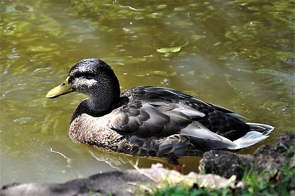 포토 JPG 해외이미지 동물 공원 여자 호수 야생동물 자연 조류 오리 사람없음 야외 옆모습 초록색 물 갈색 머리 수영 깃털 청둥오리 동물상 해외포토 자연요소 공공시설 뷰포인트 컬러 사람 신체부위 조형물 수상스포츠 생태계 파일형식 이미지허브