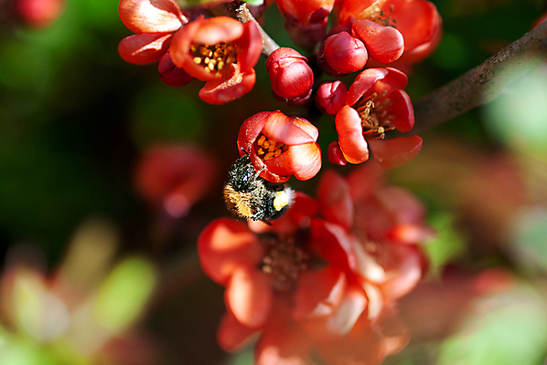 포토 JPG 해외이미지 식물 동물 꽃 분홍색 곤충 백그라운드 오렌지 자연 사람없음 빨간색 세로 초록색 정원 맑음 검은색 봄 벚꽃 나뭇가지 작업 개화 꿀벌 소프트포커스 수분 수집 바쁨 보케 꽃가루 꿀 내추럴 동물상 호박벌 해외포토 나무 계절 컬러 과일 날씨 촬영기법 조형물 벌_곤충 가루 생태계 파일형식 이미지허브