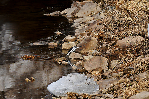 포토 JPG 해외이미지 동물 자연 조류 사람없음 깃털 사냥꾼 철새 해외포토 직업 생태계 파일형식 이미지허브