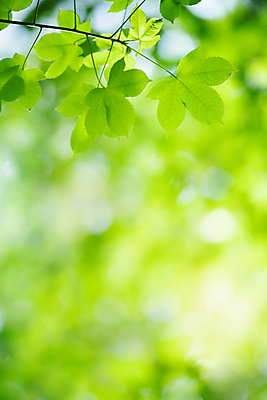 포토 JPG 해외이미지 나무 식물 계절 백그라운드 컨셉 잎 패턴 자연 벽지 추상 잔디 사람없음 초록색 여름 빛 컬러풀 햇빛 태양 우주 환경 정원 맑음 봄 성장 신선 숲 질감 보케 부드러움 내추럴 블러 생태학 지구의날 카피스페이스 그리너리 효과 해외포토 자연요소 교육 기념일 컬러 무늬 날씨 공백 감각 생태계 파일형식 트랜드컬러 이미지허브