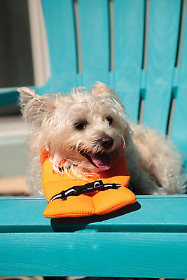 포토 JPG 해외이미지 사람없음 반려동물 개 테리어 잡종 송곳니 안전요원 해외포토 동물 포유류 치아 파일형식 이미지허브