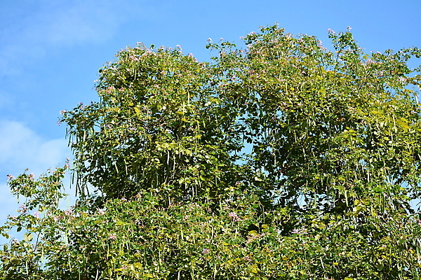 포토 JPG 해외이미지 주간 나무 식물 구름 백그라운드 잎 자연 하늘 아침 사람없음 초록색 파란색 빛 햇빛 맑음 나뭇가지 큼 해외포토 자연요소 컬러 날씨 태양 크기 생태계 파일형식 이미지허브