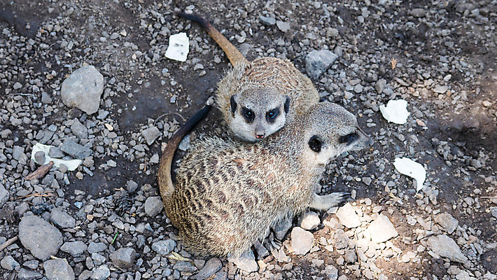 포토 JPG 해외이미지 동물 커플 응시 공원 얼굴 야생동물 모래 백그라운드 2 포유류 가족 아프리카 자연 생물 털 동물원 서기 경비 사람없음 야외 초록색 갈색 환경 검은색 사막 흰색 황무지 작음 사파리 육식동물 내추럴 경보 동물상 땅바닥 미어캣 해외포토 시선 공공시설 나라 컬러 관계 모션 바닥 안전 신체부위 조형물 보호 크기 생태계 파일형식 이미지허브