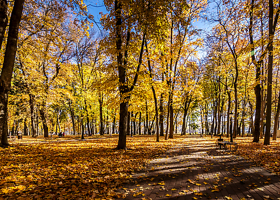 포토 JPG 해외이미지 주간 공원 단풍 낙엽 단풍나무 풍경 사람없음 야외 주황색 가을 해외포토 자연요소 나무 계절 공공시설 컬러 잎 파일형식 이미지허브