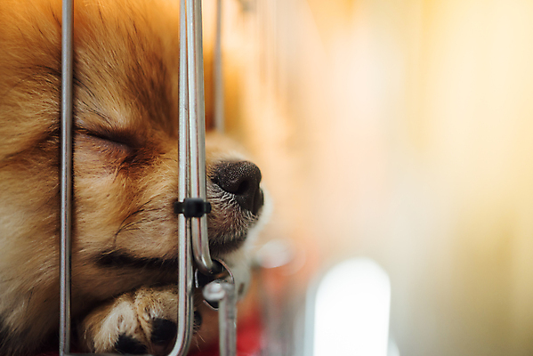 포토 JPG 해외이미지 동물 1 응시 얼굴 포유류 주택 털 자물쇠 사람없음 울타리 반려동물 갈색 머리 슬픔 흰색 잠 사회 기다림 황금 닫기 개 강아지 작음 새장 송곳니 방앗간 노숙자 기르기 유래 입양 포메라니안 혼자 해외포토 시선 감정 컬러 모션 건물 신체부위 담장 치아 크기 공동체 돌봄 케이지 파일형식 이미지허브