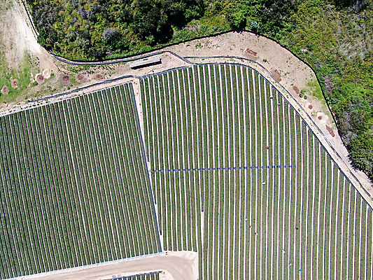 포토 JPG 해외이미지 직업 응시 산업 밭 농업 채소 과일 비즈니스 자연 양파 사람 사람없음 야외 초록색 농장 농경지 수확 성장 시골 작업 뜨거움 농부 큼 땅 유기농 생태계 원예 조경 캘리포니아 먼지 모종 조감도 줄서기 해외포토 웰빙 시선 컬러 모션 취미 미국 크기 파일형식 이미지허브