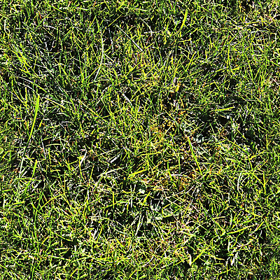 포토 JPG 해외이미지 식물 공원 백그라운드 잎 패턴 밭 골프 자연 표면 바닥 잔디 사람없음 야외 초록색 정원 봄 카펫 성장 신선 닫기 이슬 허브 질감 내추럴 땅바닥 법정 생태학 인공 그리너리 현실 해외포토 계절 공공시설 교육 컬러 무늬 농업 모션 구기 생태계 파일형식 트랜드컬러 이미지허브