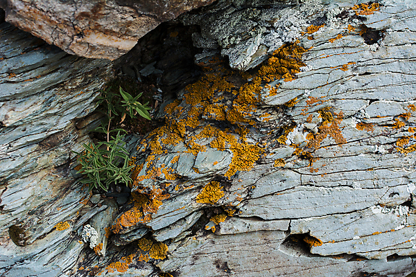 포토 JPG 해외이미지 얼굴 백그라운드 패턴 부분 자연 표면 추상 프레임 이끼 사람없음 야외 갈색 흙 회색 조약돌 바위 시간 거친 변화 허브 오브젝트 질감 서식 날카로움 지역 지하 그런지 줄서기 지질학 콘크리트 노화 효과 해외포토 식물 교육 컬러 컨셉 무늬 모션 신체부위 돌_바위 생태계 파일형식 이미지허브