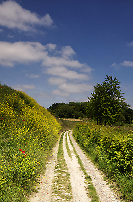 포토 JPG 해외이미지 나무 구름 꽃 도로 길 여행 밭 자연 하늘 풍경 사람없음 초록색 파란색 모래사장 하이킹 시골 숲 네덜란드 트랙 해외포토 자연요소 식물 유럽 바다 컬러 농업 교통시설 레저 생태계 파일형식 이미지허브