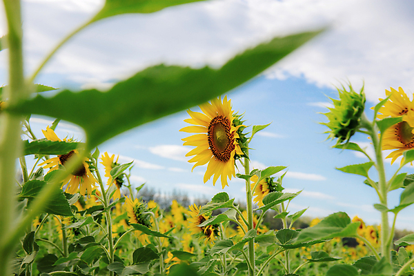 포토 JPG 해외이미지 식물 계절 꽃잎 꽃 줄기 잎 꽃무늬 밭 농업 자연 하늘 해바라기 씨앗 풍경 사람없음 야외 초록색 여름 파란색 농작물 컬러풀 햇빛 태양 농장 노란색 일출 정원 맑음 봄 수확 성장 벚꽃 시골 개화 내추럴 밭일 해외포토 자연요소 산업 컬러 무늬 날씨 노을 생태계 파일형식 이미지허브