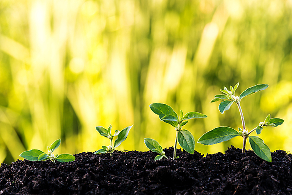 포토 JPG 해외이미지 식물 백그라운드 컨셉 잎 농업 자연 새로움 씨앗 사람없음 초록색 새싹 환경 정원 흙 봄 성장 신선 작음 모종 생태학 해외포토 계절 교육 산업 컬러 크기 생태계 파일형식 이미지허브