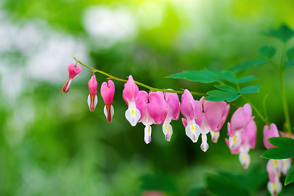 포토 JPG 해외이미지 식물 계절 꽃 분홍색 백그라운드 사랑 사람없음 초록색 정원 봄 벚꽃 하트 닫기 원예 녹색배경 깨짐 해외포토 모양 감정 컬러 컨셉 모션 취미 파일형식 이미지허브