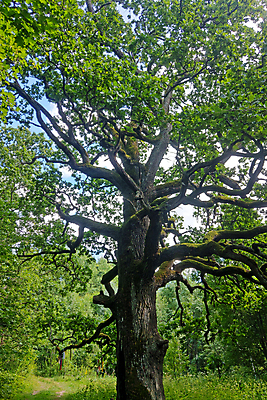 포토 JPG 해외이미지 나무 식물 1 계절 공원 백그라운드 잎 밭 자연 하늘 풍경 사람없음 목재 초록색 여름 파란색 갈색 평화 우주 환경 맑음 봄 성장 흰색 나뭇가지 시골 고독 숲 큼 땅 싱글 내추럴 고립 옛날 해외포토 공공시설 감정 컬러 컨셉 농업 재료 날씨 크기 생태계 파일형식 이미지허브
