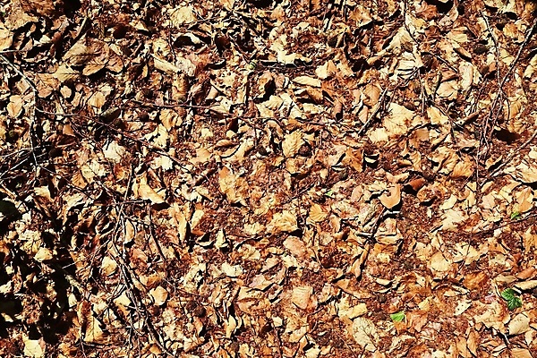 포토 JPG 해외이미지 식물 계절 백그라운드 잎 패턴 채소 자연 표면 바닥 건조 이끼 풍경 사람없음 야외 목재 초록색 여름 환경 버섯 봄 성장 가을 나뭇가지 신선 소나무 거친 닫기 숲 유기농 질감 솔방울 상록수 침엽수 원뿔 내추럴 곰팡이 땅바닥 해외포토 도형 나무 웰빙 컬러 무늬 재료 모션 생태계 파일형식 이미지허브