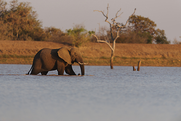 포토 JPG 해외이미지 동물 공원 도로 야생동물 모래 여행 포유류 아프리카 자연 코끼리 사람없음 야외 빨간색 세로 초록색 관광지 산책 탐험 치아 큼 사파리 황소 상아 나미비아 옛날 웅장함 전국 해외포토 공공시설 나라 길 컬러 교통시설 휴식 소화기관 소 크기 생태계 남아프리카 파일형식 이미지허브
