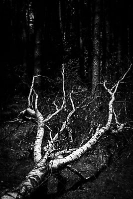 포토 JPG 해외이미지 나무 식물 자연 바람 날씨 흑백 사람없음 야외 목재 여름 환경 힘 손상 가을 흰색 떨어짐 숲 통나무 나무껍질 폭풍 자작나무 내추럴 깨짐 뇌우 삼림지대 생태학 허리케인 해외포토 자연요소 계절 교육 컬러 컨셉 재료 촬영기법 껍질 자연재해 생태계 파일형식 이미지허브