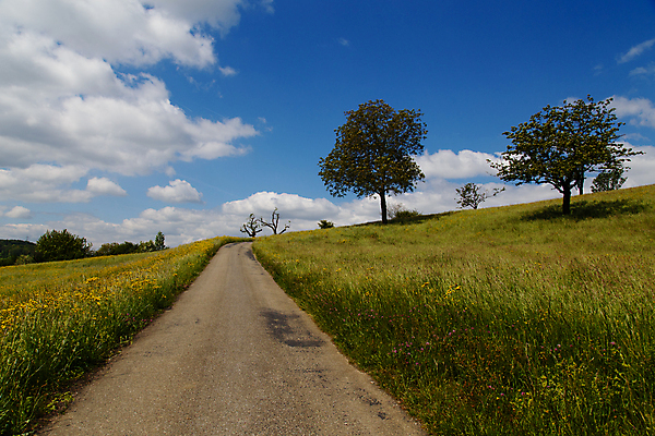 포토 JPG 해외이미지 나무 구름 도로 길 밭 자연 하늘 파노라마 풍경 사람없음 야외 초록색 여름 파란색 태양 봄 흰색 농촌 시골 스위스 흐림 평야 수평선 해외포토 자연요소 식물 계절 유럽 컬러 농업 교통시설 날씨 촬영기법 생태계 파일형식 이미지허브