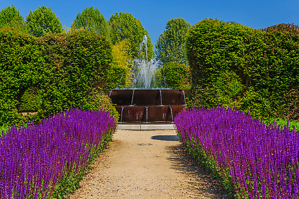 포토 JPG 해외이미지 식물 꽃 사람없음 장식 초록색 햇빛 보라색 개화 복도 분수 세이지 영원 해외포토 컬러 태양 파일형식 이미지허브