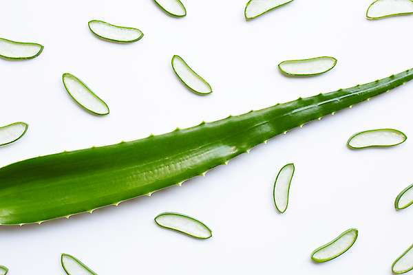 포토 JPG 해외이미지 스튜디오촬영 단면 실내 사람없음 하이앵글 흰배경 알로에 해외포토 식물 뷰포인트 백그라운드 내부 흰색 파일형식 이미지허브