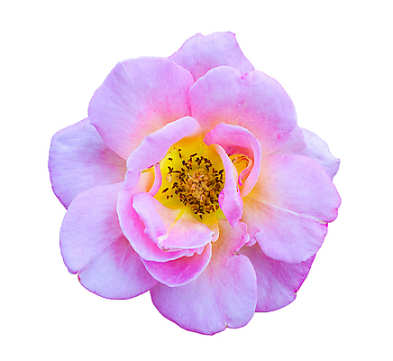 포토 JPG 해외이미지 식물 꽃 분홍색 백그라운드 잎 꽃무늬 패턴 자연 발렌타인데이 선물 사랑 사람없음 초록색 장미 벚꽃 흰색 축하 신용카드 싱글 고립 해외포토 감정 컬러 컨셉 무늬 데이이벤트 금융 생태계 파일형식 이미지허브