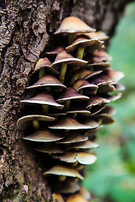 포토 JPG 해외이미지 나무 식물 자연 매달리기 사람없음 버섯 성장 약초 숲 곰팡이 해외포토 모션 풀_식물 생태계 파일형식 이미지허브