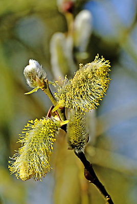 포토 JPG 해외이미지 나무 식물 계절 꽃 줄기 백그라운드 자연 하늘 부활절 사람없음 파란색 고양이 봄 벚꽃 흰색 나뭇가지 버드나무 솜털 해외포토 기념일 컬러 포유류 반려동물 생태계 파일형식 이미지허브