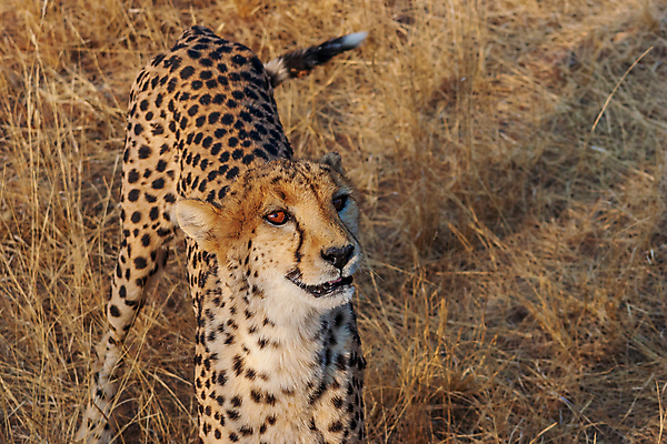포토 JPG 해외이미지 동물 야생동물 포유류 아프리카 자연 사람없음 야외 고양이 게임 점 황무지 닫기 보호 위험 사파리 속도 육식동물 사냥꾼 멸종 치타 내추럴 나미비아 동물상 사바나 이국적 해외포토 직업 나라 컨셉 모션 놀이 반려동물 조형물 생태계 남아프리카 파일형식 이미지허브