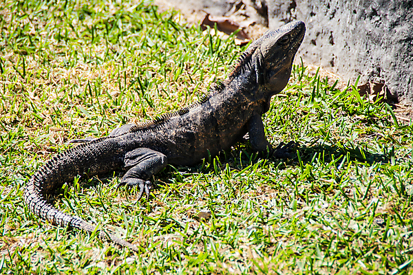 포토 JPG 해외이미지 동물 척추동물 공원 야생동물 파충류 자연 멕시코 사람없음 반려동물 머리 검은색 줄무늬 용 가시 위험 척추 꼬리 도마뱀 이구아나 동물상 이국적 초식 해외포토 공공시설 컬러 컨셉 북아메리카 무늬 뼈 신체부위 조형물 생태계 파일형식 이미지허브