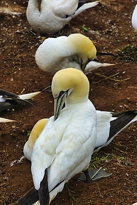 포토 JPG 해외이미지 동물 커플 야생동물 바다 자연 조류 풍경 사람없음 야외 물 여름 노란색 맑음 흰색 둥지 북쪽 내추럴 식민지 해외포토 자연요소 계절 컬러 관계 날씨 방향 생태계 파일형식 이미지허브