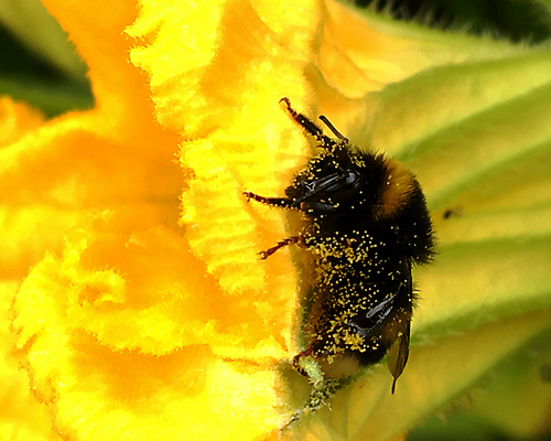 포토 JPG 해외이미지 식물 동물 꽃잎 꽃 음식 곤충 날개 자연 건강 사람없음 여름 농장 정원 봄 들꽃 벚꽃 가을 시골 신선 업무 달콤 꿀벌 상품 벌 청소 먹기 만들기 꽃가루 꿀 찌르기 벌집 내추럴 기어가기 생태학 수유 양봉 양봉장 호박벌 해외포토 계절 교육 농업 모션 작업 맛 벌_곤충 가루 생태계 파일형식 이미지허브