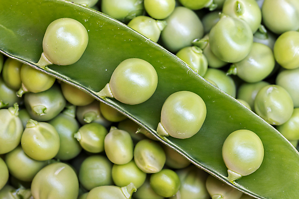 포토 JPG 해외이미지 식물 라이프스타일 음식 백그라운드 패턴 농업 채소 가족 자연 건강 씨앗 사람없음 가로 초록색 수확 신선 시장 먹기 가득함 오브젝트 상쾌 유기농 완두콩 날것 국산 흙더미 꼬투리 숙성 채식주의자 전경 해외포토 웰빙 감정 산업 컬러 무늬 관계 모션 콩 풍경 생활 흙 생태계 채식 파일형식 탑뷰 더미 이미지허브